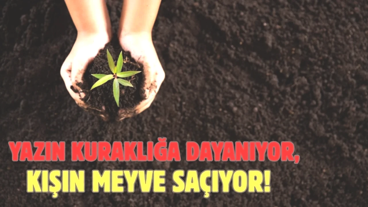 Kuraklığa Dayanıklı Ağaçlar: Yazın Ek, Kışın Tadını Çıkar! Tasarruf ve Lezzet Bir Arada!